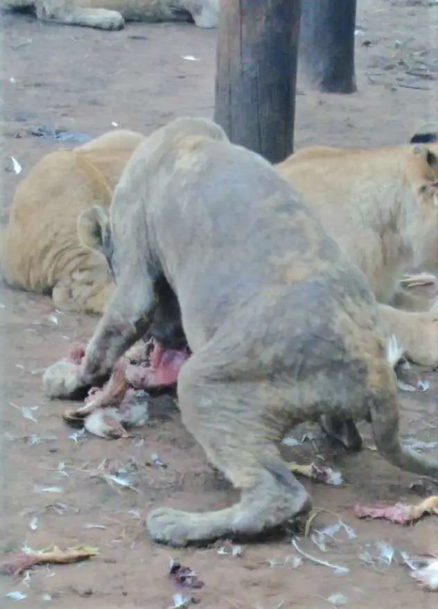 lions no fur