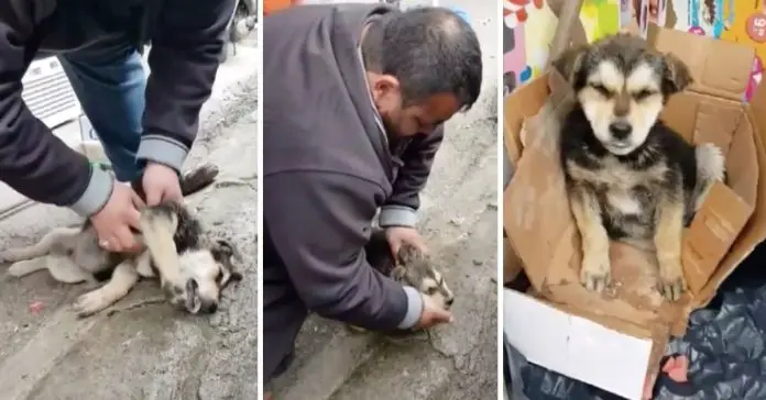 man-cpr-on-lifeless-stray-puppy man cpr on lifeless stray puppy