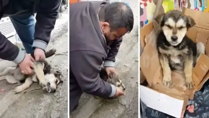 man cpr on lifeless stray puppy