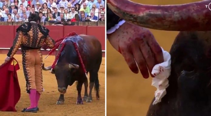 matador wipe bulls tears