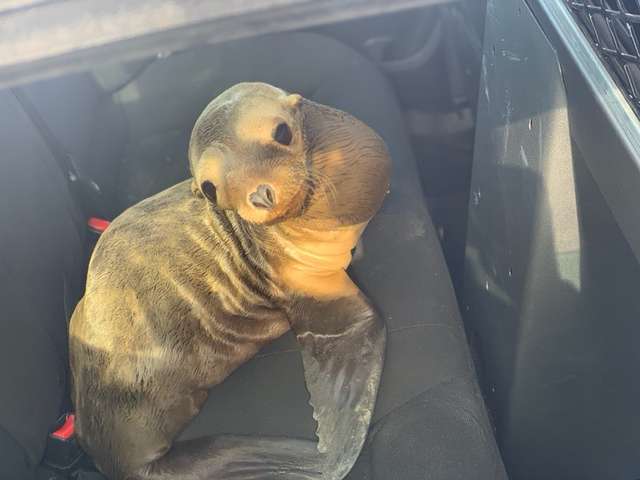 police officer arrests sea lion