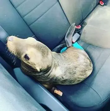 police officer arrests sea lion