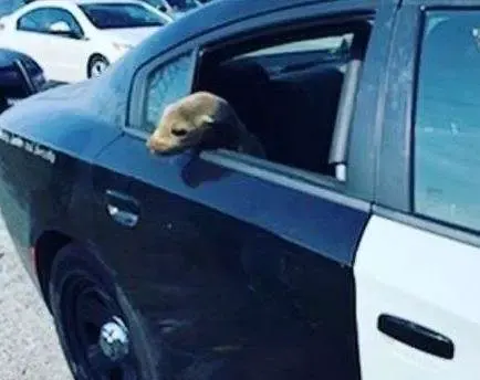 police officer arrests sea lion