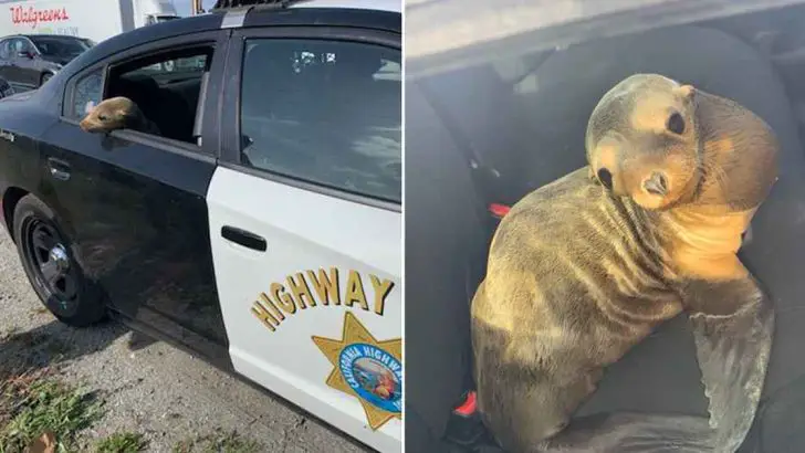 police officer arrests sea lion