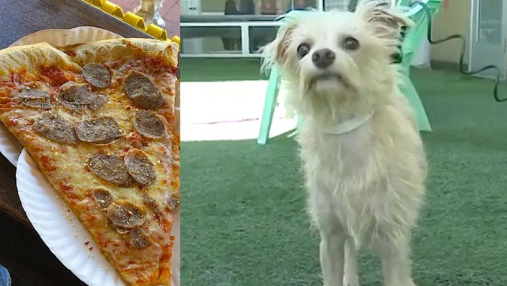 stray dog steals pizza