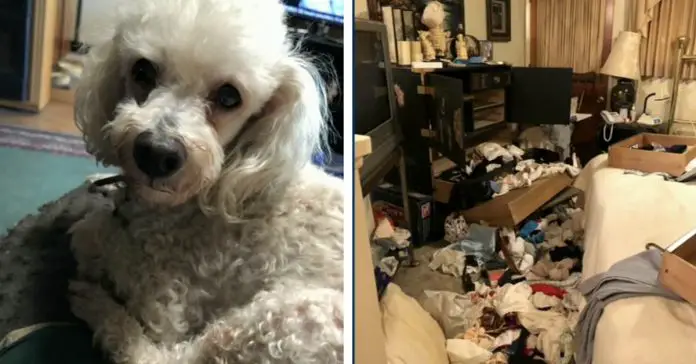 therapy-dog-brutally-beaten therapy dog brutally beaten