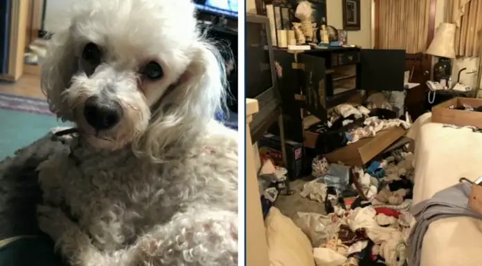 therapy dog brutally beaten