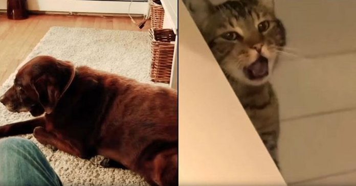 Dog-fart-cat-puke Dog fart cat puke