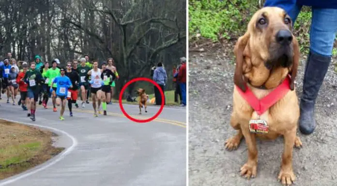 dog Half Marathon