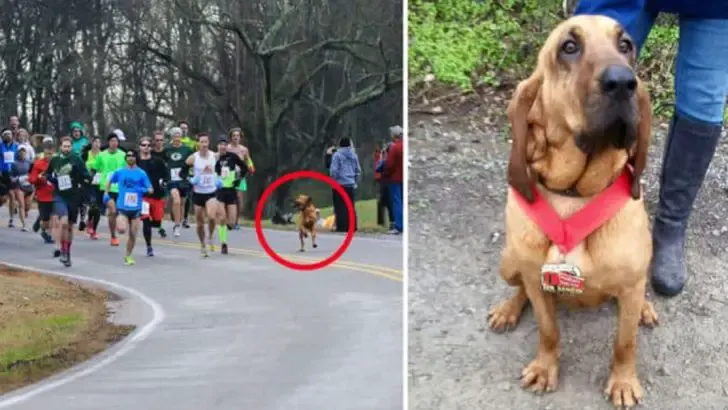 dog Half Marathon