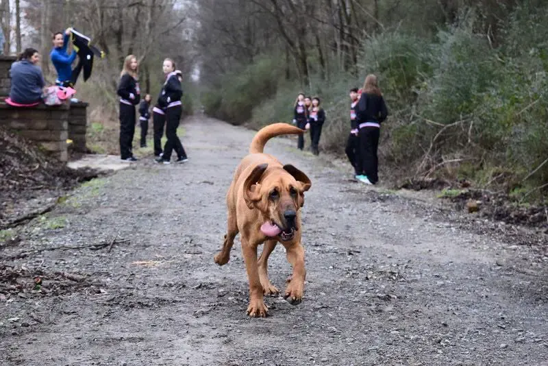 dog Half Marathon