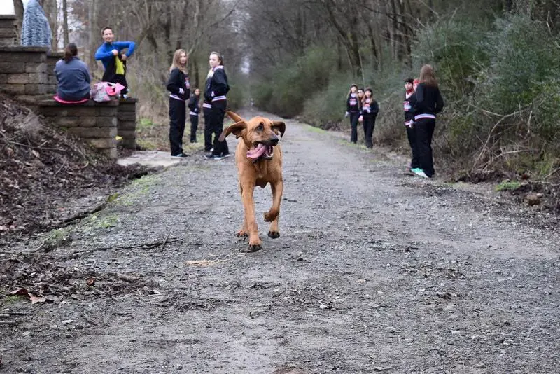 dog Half Marathon