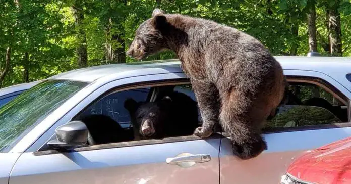 family of bears Steal car