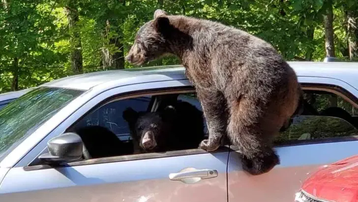 family of bears Steal car