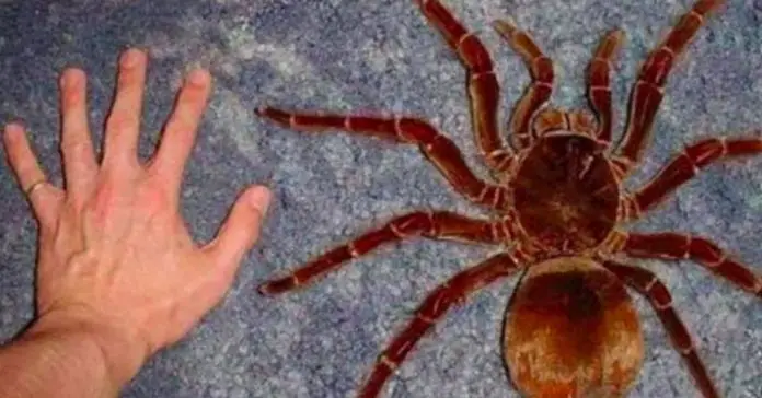 largest-tarantula-goliath-birdeater largest tarantula goliath birdeater