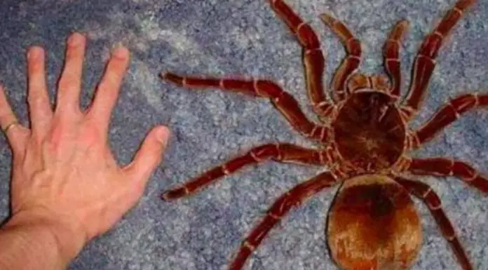 largest tarantula goliath birdeater