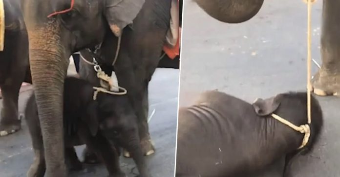 tired-baby-elephant-faints tired baby elephant faints