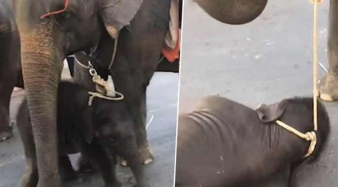 tired baby elephant faints