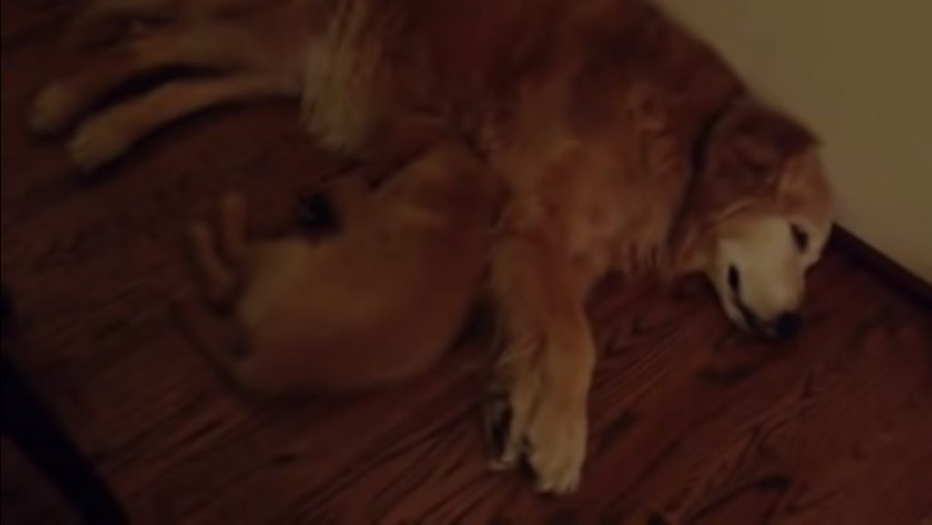 Puppy Golden Retriever Comforts Older Dog During Nightmare