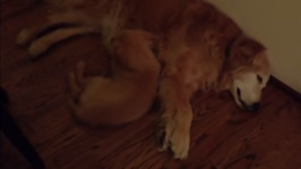 Puppy Golden Retriever Comforts Older Dog During Nightmare