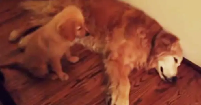 Puppy Golden Retriever Comforts Older Dog During Nightmare