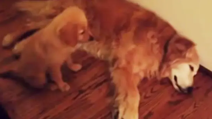 Puppy Golden Retriever Comforts Older Dog During Nightmare