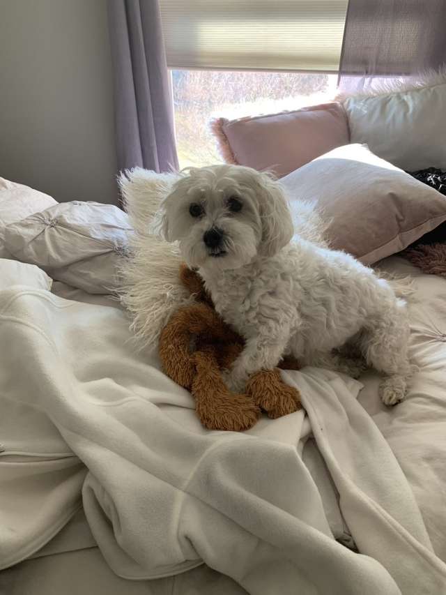 Dad Rescues Dogs Favorite Teddy Bear