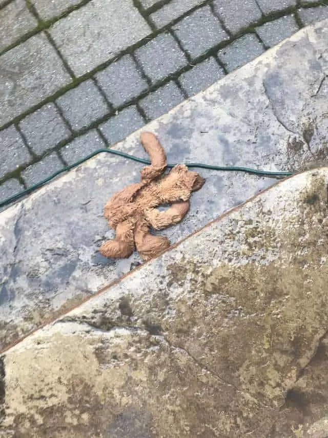 Dad Rescues Dogs Favorite Teddy Bear