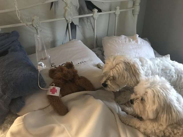 Dad Rescues Dogs Favorite Teddy Bear