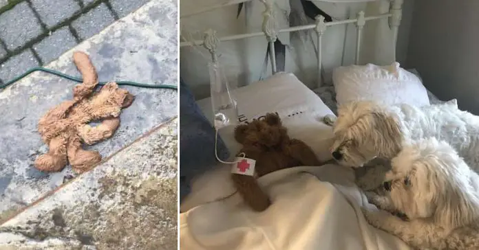 Dad Rescues Dogs Favorite Teddy Bear Dad Rescues Dogs Favorite Teddy Bear