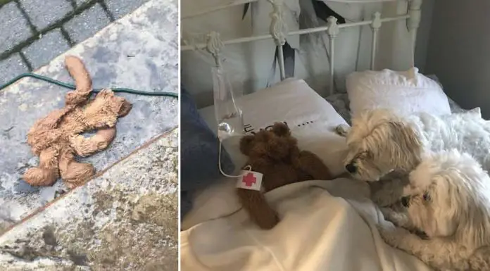 Dad Rescues Dogs Favorite Teddy Bear