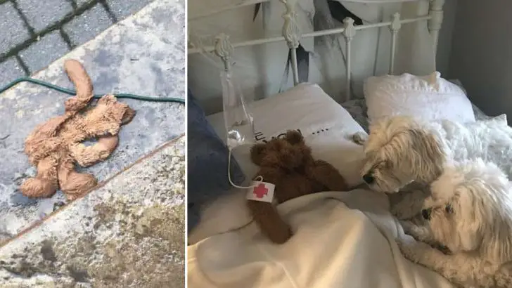 Dad Rescues Dogs Favorite Teddy Bear