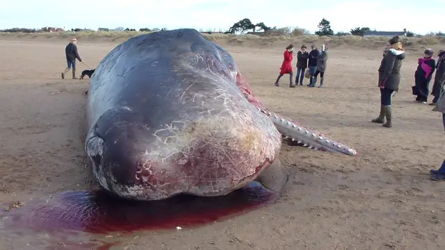 Dead Sperm Whale