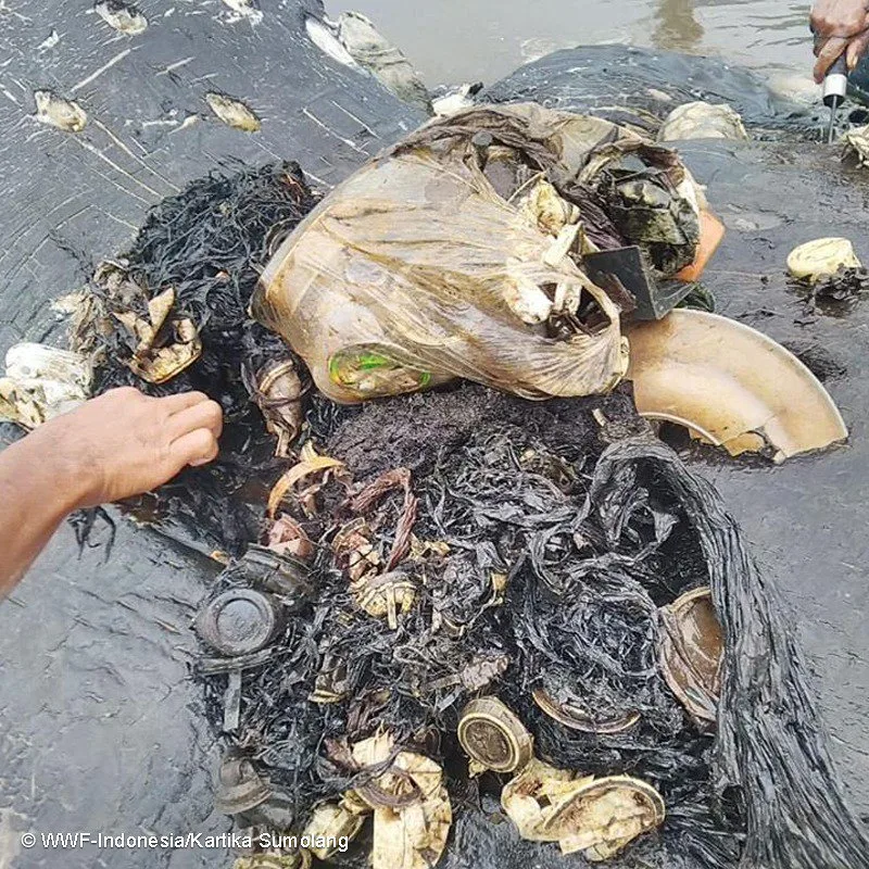 Dead Sperm Whale