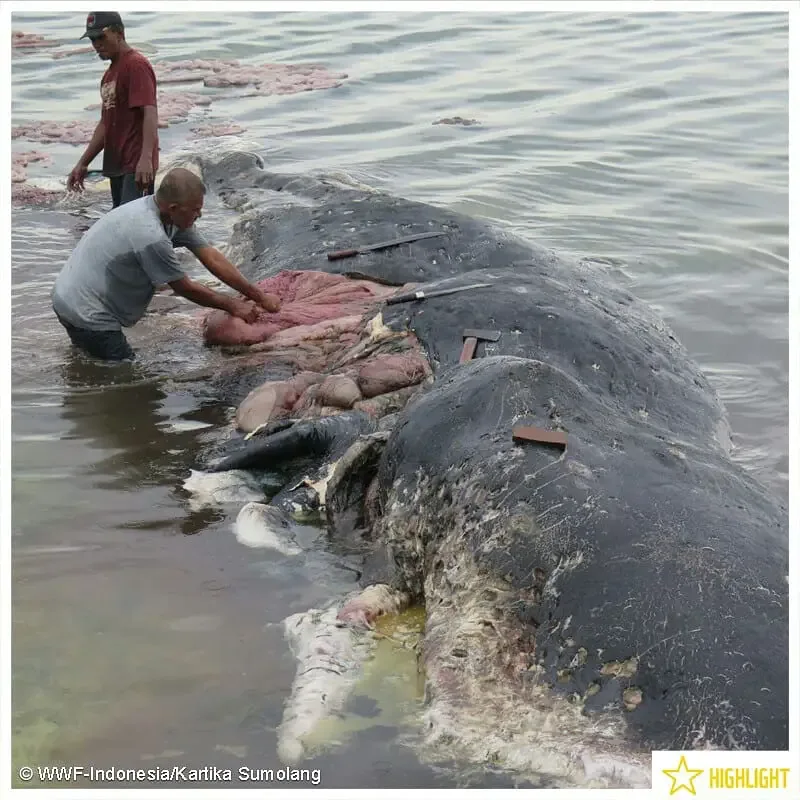 Dead Sperm Whale