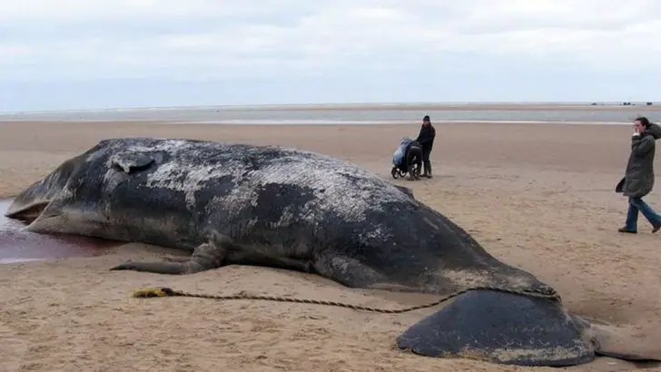 Dead Sperm Whale