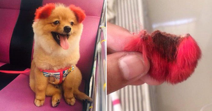 Dog Ear Falls Out Dog Ear Falls Out