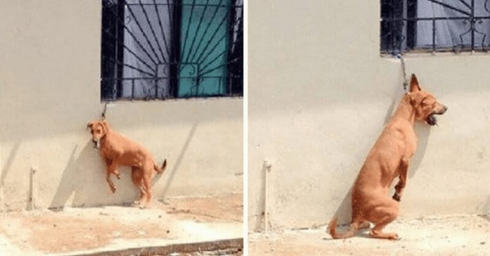 Dog Tied To A Short Chain Dog Tied To A Short Chain