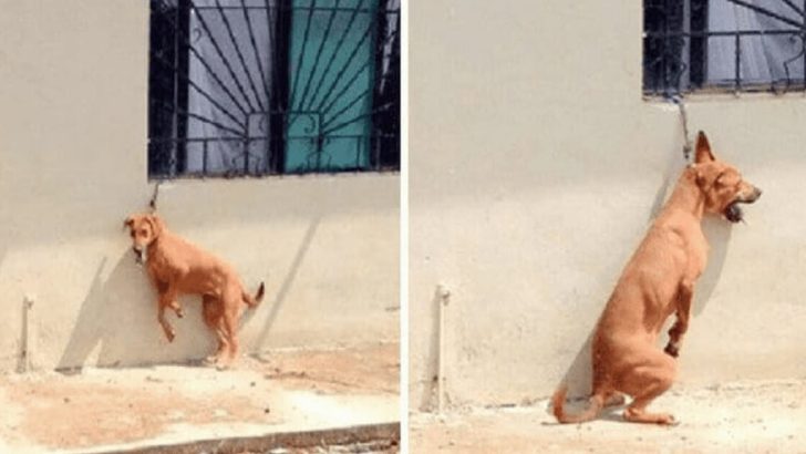 Dog Tied To A Short Chain