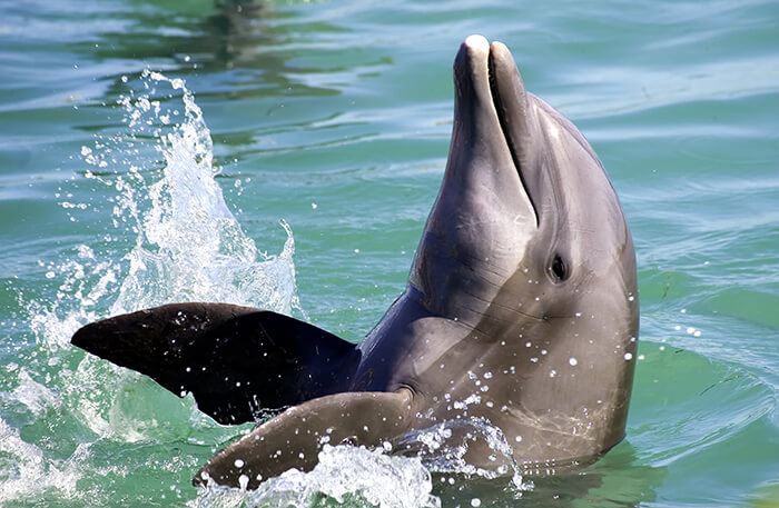 Dolphin splashing water