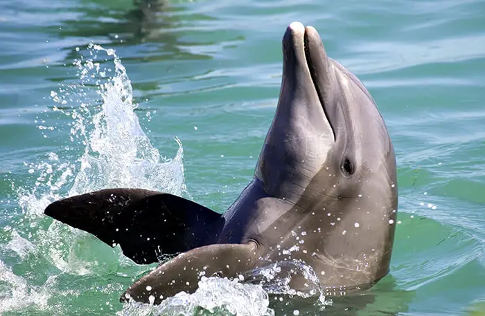 Dolphins Help Rescue A Drowning Dog In A Florida Canal