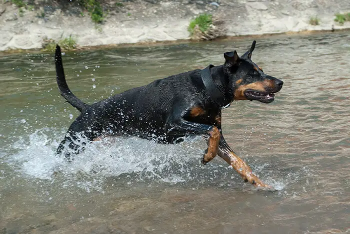 black doberman running through the water