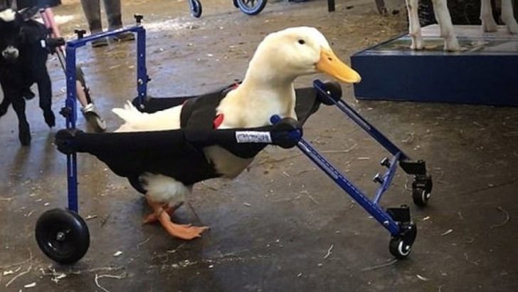 disabled duck