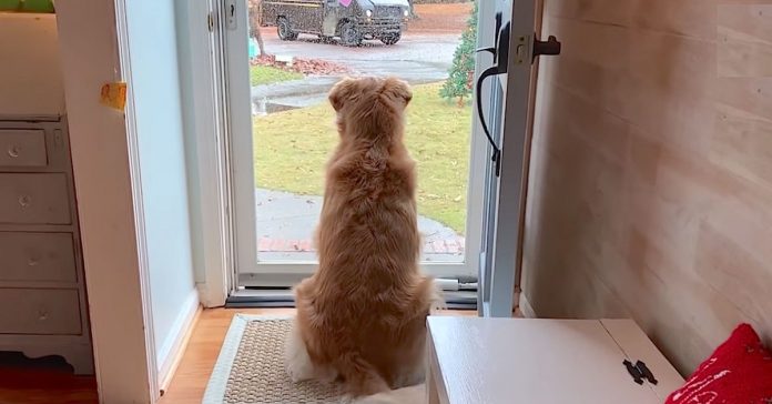 dog falls in love mailman dog falls in love mailman