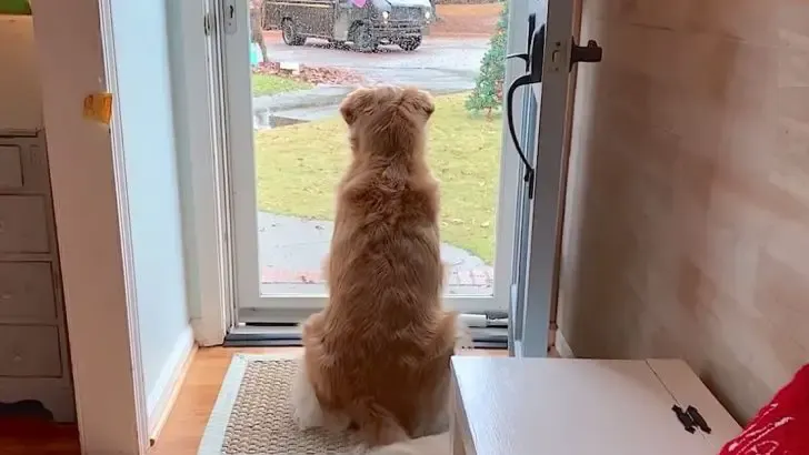 dog falls in love mailman