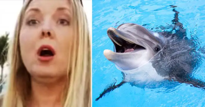 dolphins-rescue-drowning-dog dolphins-rescue-drowning-dog