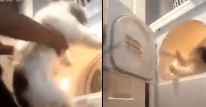 girl-puts-dog-in-dryer girl puts dog in dryer