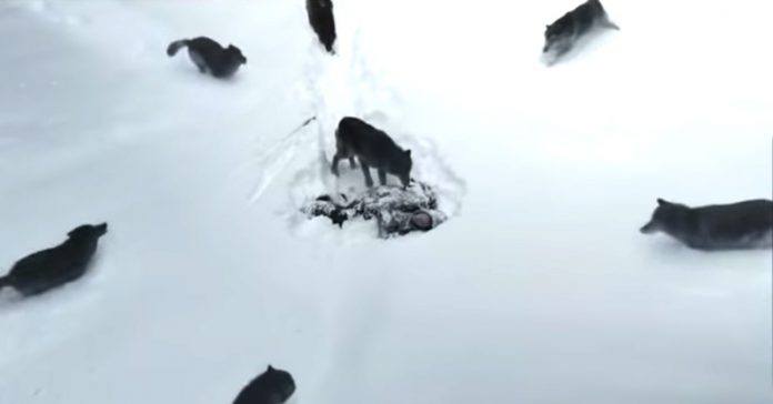 wolves-close-in wolves close in