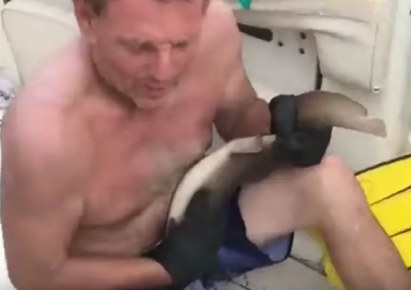 baby shark bite