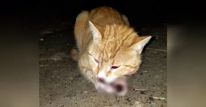 Cat Is Hit By Car And Driver Left Him On Roadside To Die
